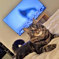 Photo of Whiskers