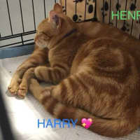 Photo of Harry And Henry