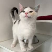 Photo of Olive