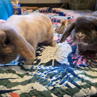 Photo of Bali And Jake