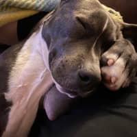 Photo of Luna