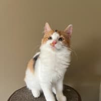 Photo of Malt And Caramello