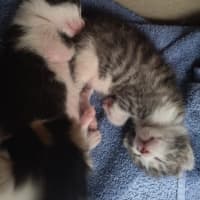 Photo of Purrcy