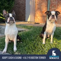Photo of Cash & Casino   4 & 2 Year Old Boston Terriers
