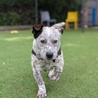Photo of Skip