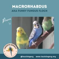 Photo of Macrohabdus (Agy, Megabacteria) Flock