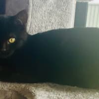 Photo of Pudding