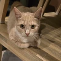 Photo of Puddles