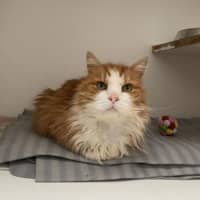 Photo of Simba