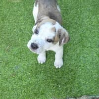 Photo of King Julien! 