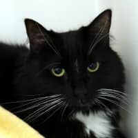 Photo of Sushi Sua014686