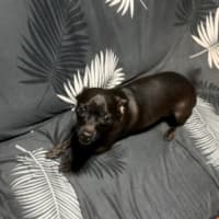 Photo of Georgie 