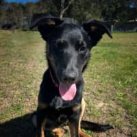 Photo of Angus