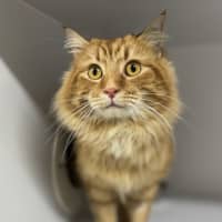 Photo of Leo