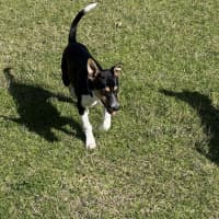 Photo of Zorro