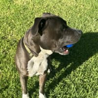 Photo of Charlie   6 Year Old Staffy X Great Dane 