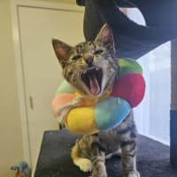 Photo of Mabel (Was Max)