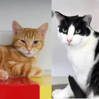 Photo of Malt Rsta012317 & Baffo Suk013887