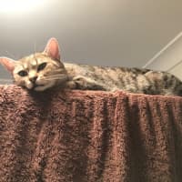 Photo of Bunny And Max (Bonded Pair)