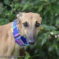 Photo of Mickey (Racing Name Mcnulty)