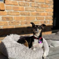 Photo of Valo   3 Year Old Fox Terrier X