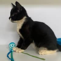 Photo of Shanti (9965)