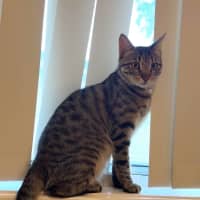 Photo of Chilli
