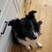 Photo of Moose   2 Year Old Border Collie