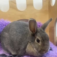 Photo of Maple (Bonded To Coffee Scroll)