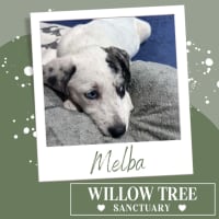 Photo of Melba