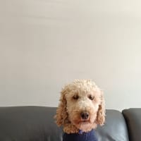 Photo of Isla   5 Year Old Groodle
