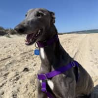 Photo of Skye