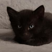 Photo of Hex