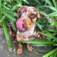 Photo of Beanie