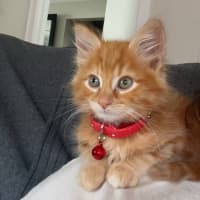 Photo of Buddy   Located In Pakenham