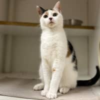 Photo of Callie