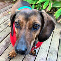 Photo of Frankie Silvanus