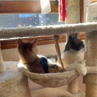 Photo of Mr White   Located In Reservoir