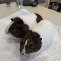 Photo of Charlie & Lola