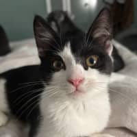 Photo of Squeaky Girl