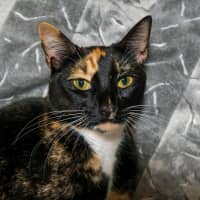 Photo of C954 Blossom