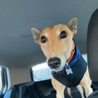 Photo of Clover The Greyhound