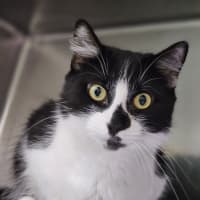 Photo of Stumpy