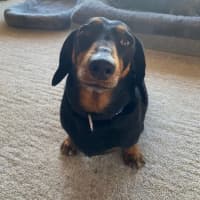 Photo of Romeo