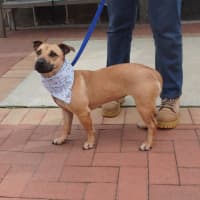Photo of Rosie
