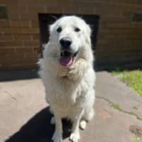 Photo of Luna *9 Lives Project Rescue*