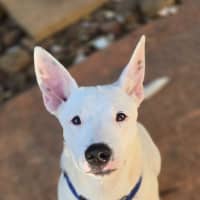 Photo of Goose