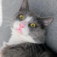 Photo of Pickles