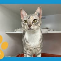 Photo of Punky