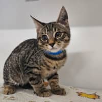 Photo of Tigger